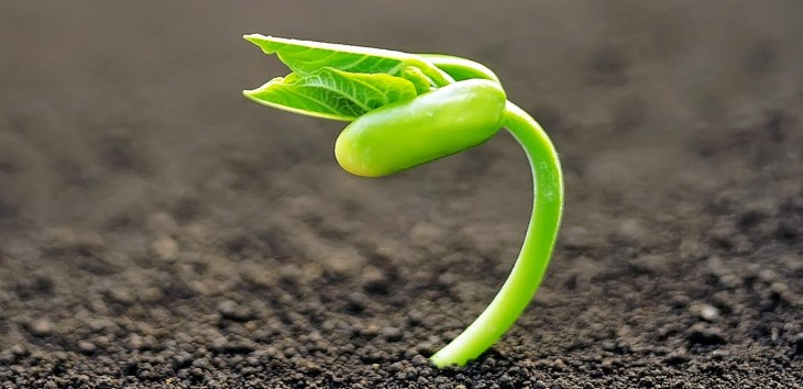 las-plantas-sienten-cuando-las-tocan