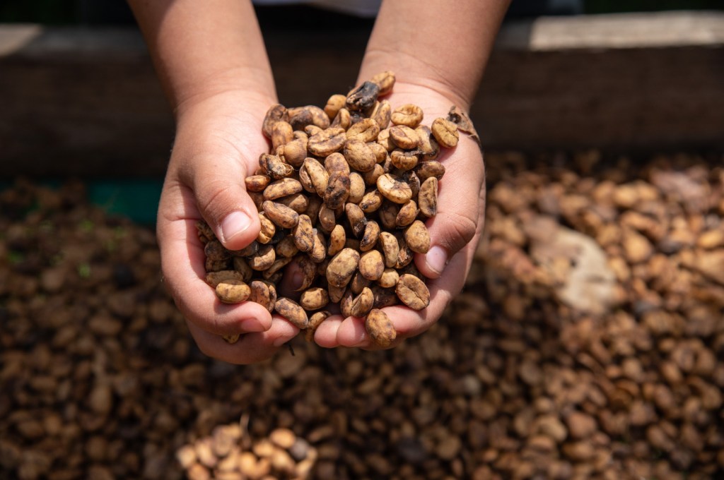 Aperturan segunda fecha para taller : “Tostado de Café&nbsp;“