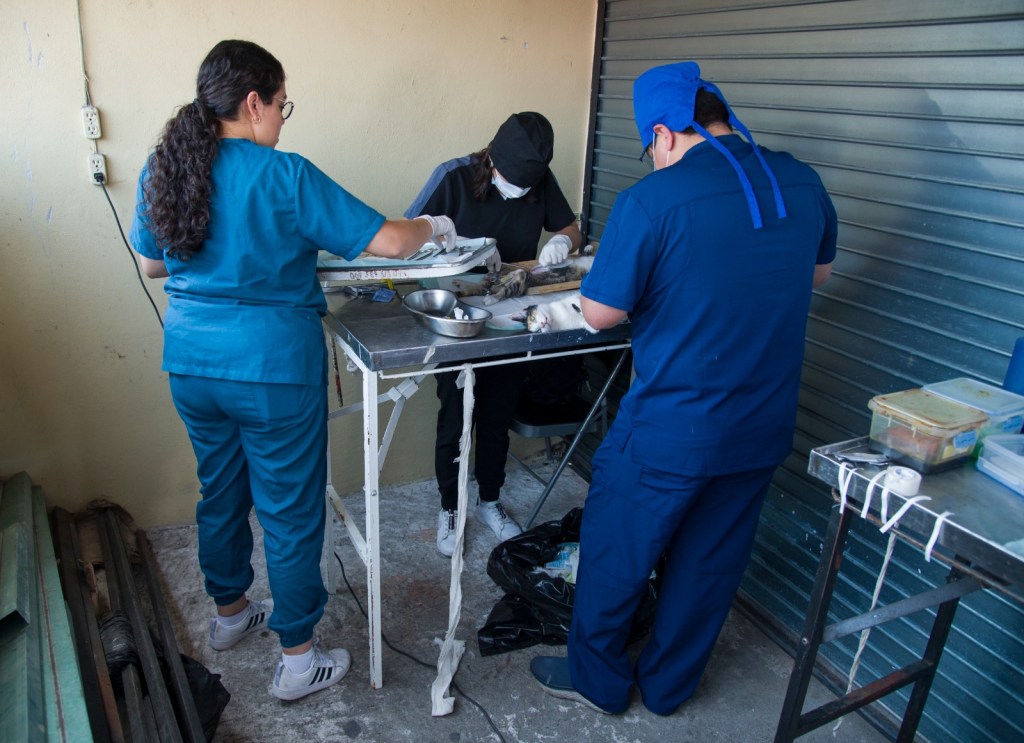 Realizan jornada de esterilización de gatos en la zona del mercado “Revolución” en&nbsp;Córdoba