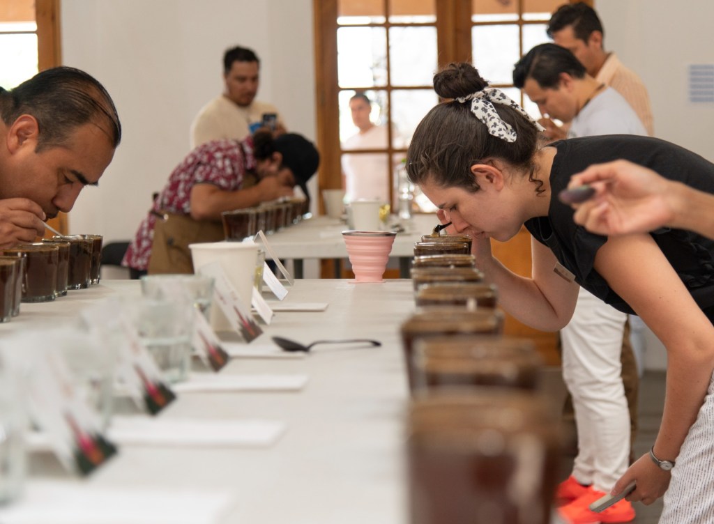 Se conocerá a los ganadores de “Taza de excelencia 2024” la próxima&nbsp;semana