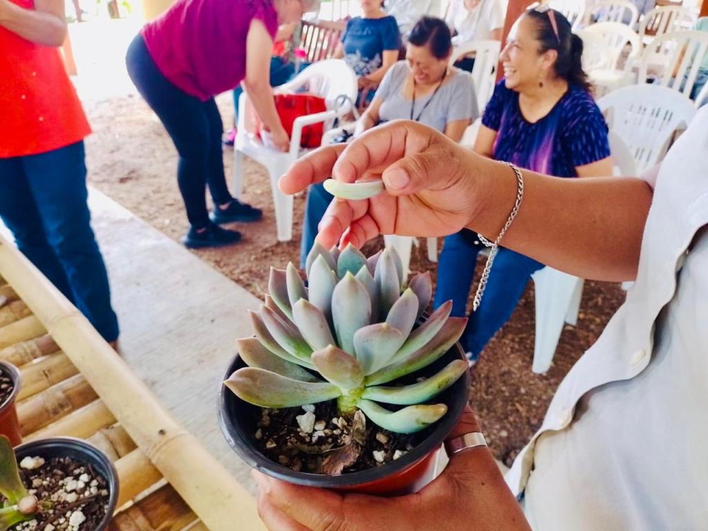 Realizan taller para producción de&nbsp;«suculentas»