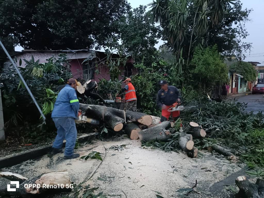 Atiende Protección Civil de Córdoba reportes de árboles caídos tras el paso de intensa&nbsp;lluvia