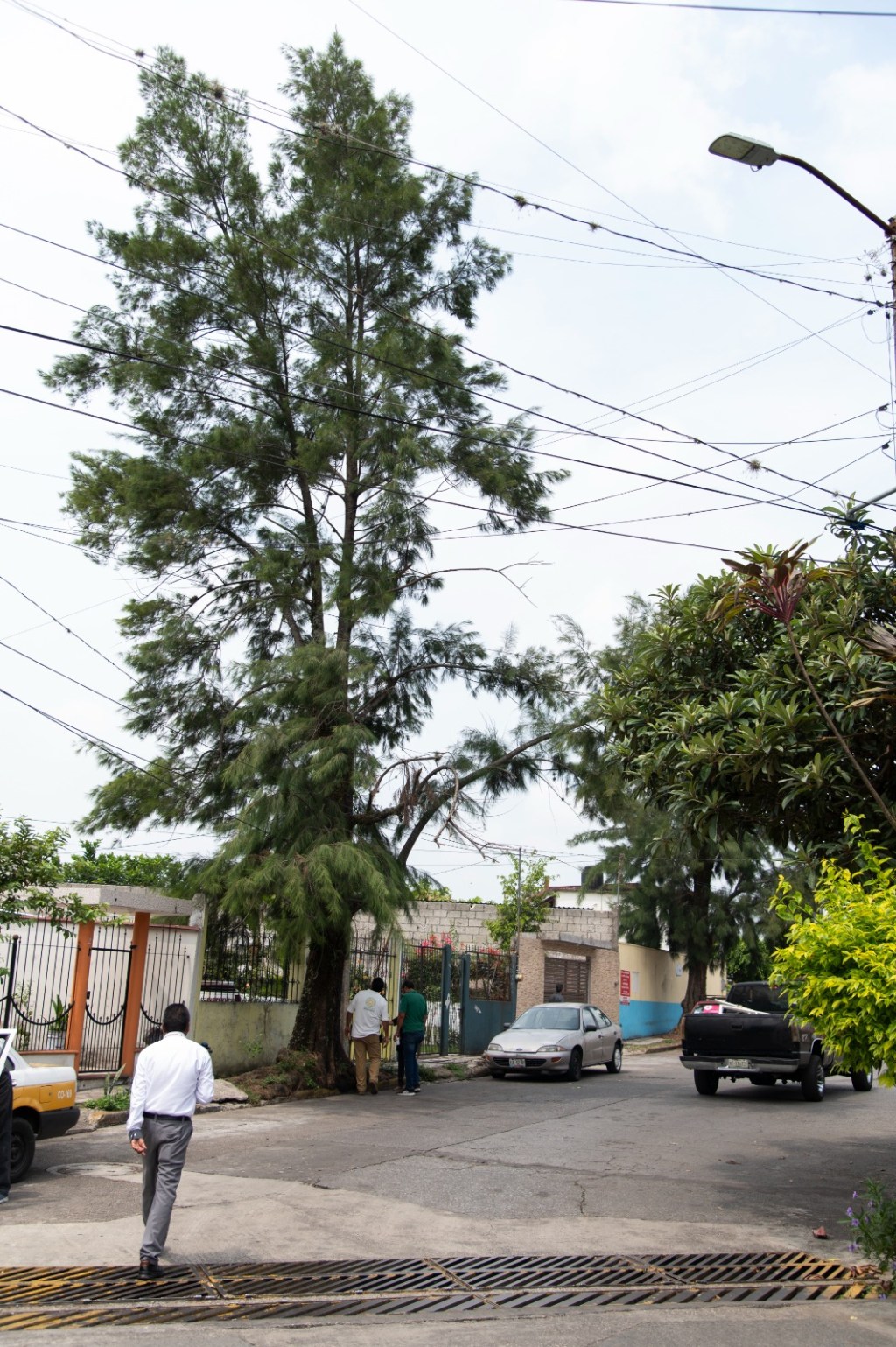 Anuncia Ayuntamiento de Córdoba poda de árboles en Infonavit El&nbsp;Dorado