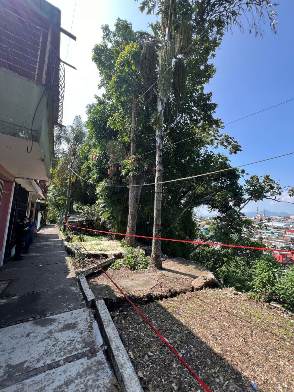 Podarán Ecología y Protección Civil árboles que representan riesgo para la&nbsp;población