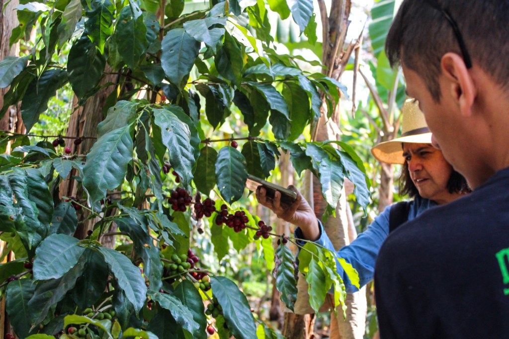 Vota por Córdoba a Mejor Destino Cafetalero&nbsp;2025